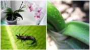 Thrips auf einer Orchidee