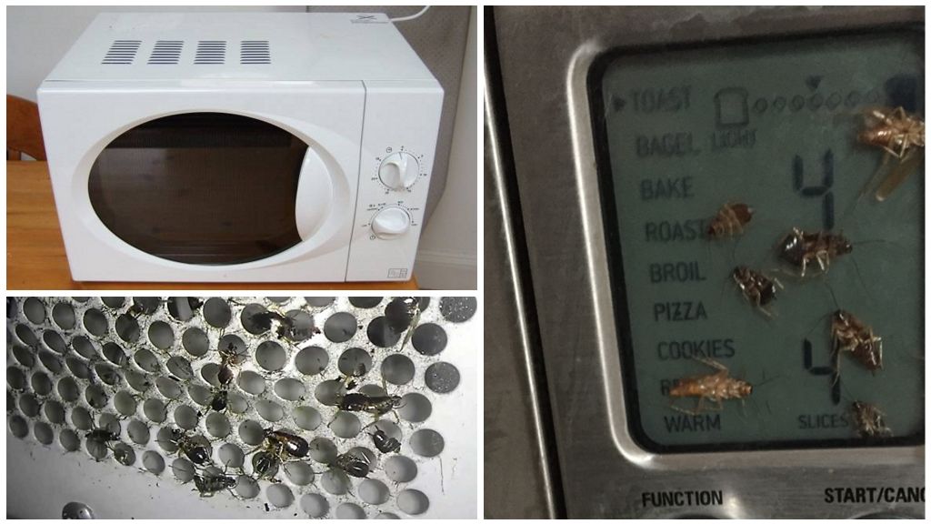 Paano alisin ang mga ipis mula sa microwave