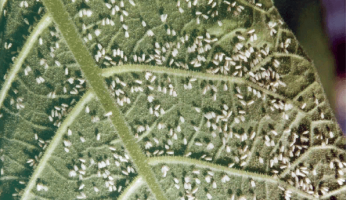 Ang pinaka-kahila-hilakbot na mga peste ng hardin: ang whitefly - paano mapupuksa?