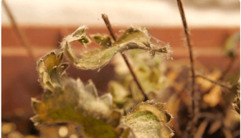 Ang pinaka-kahila-hilakbot na mga peste ng hardin: isang spider mite - kung paano mapupuksa?